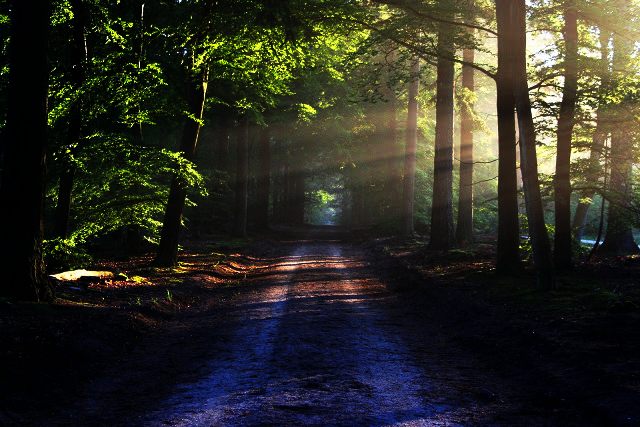 A quiet forest track running between tall trees with light filtering through the canopy at Betla National Park.